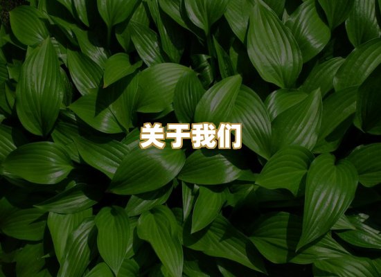 关于我们